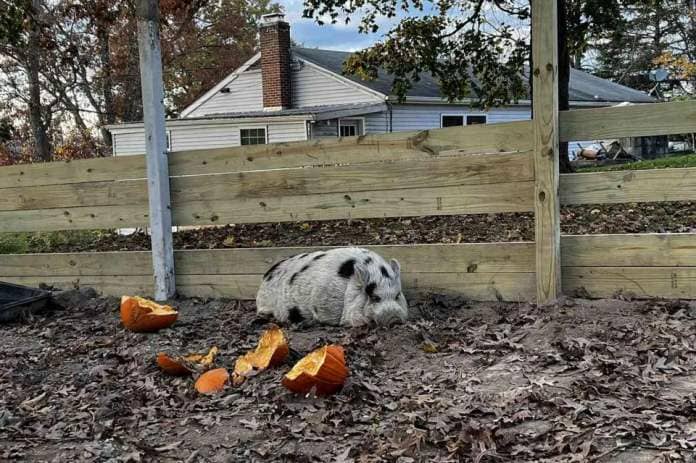 <p>Bring Kevin Bacon Home Facebook</p> Kevin Bacon the pig back at his home in Gettysburg, Pennsylvania