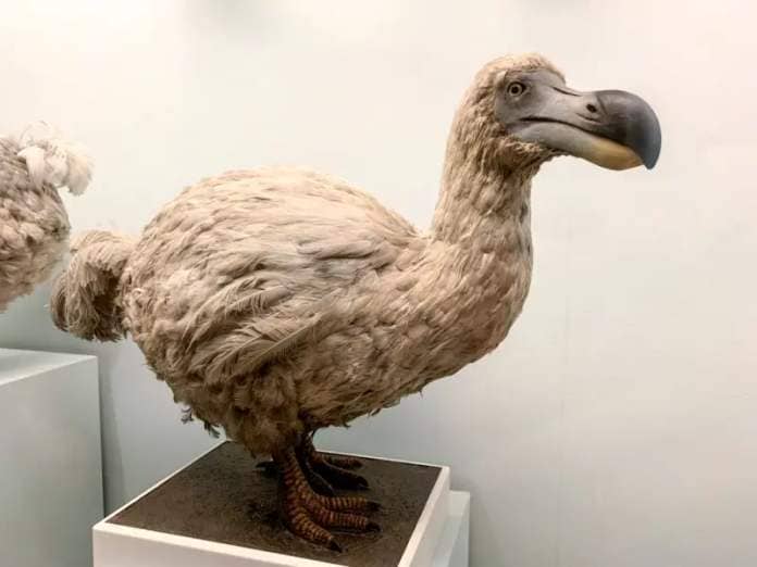 A stuffed dodo on display
