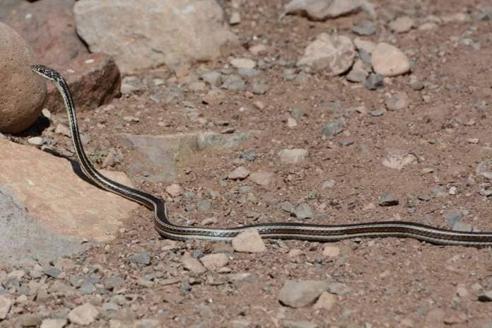 Striped Whipsnake (Masticophis taeniatus) slithers over rocks and dust in the Chihuahuan Desert near El Paso, Texas