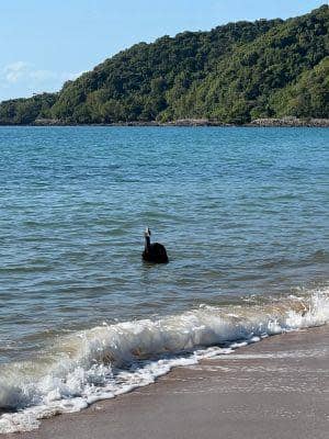 A southern cassowary sighting along the shores of Bingil Bay, in the Australian state of Queensland, was reported on Oct. 31 to wildlife authorities. / Credit: Queensland Government