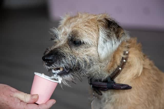 Chloe Wheeler and her family have opened a dog friendly cafe in Southsea, offering a host of dog related activities and refreshments for their owners.

Pictured - Alfie, from Hilsea enjoying a puppychino

Photos by Alex Shute