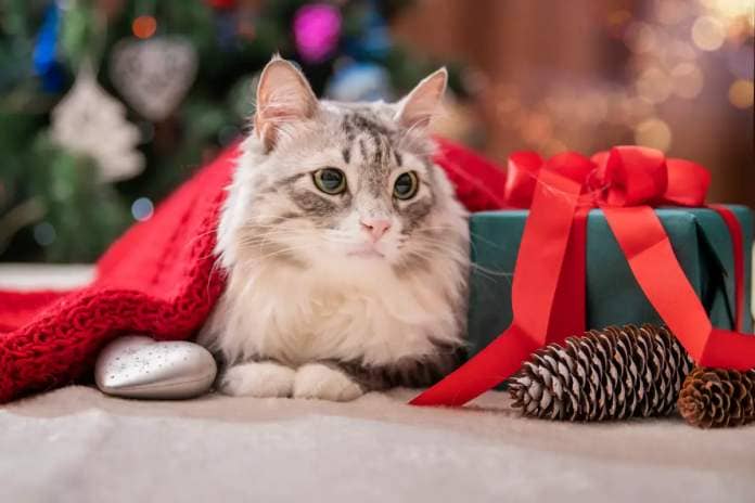 Cat under blanket near Christmas tree. 