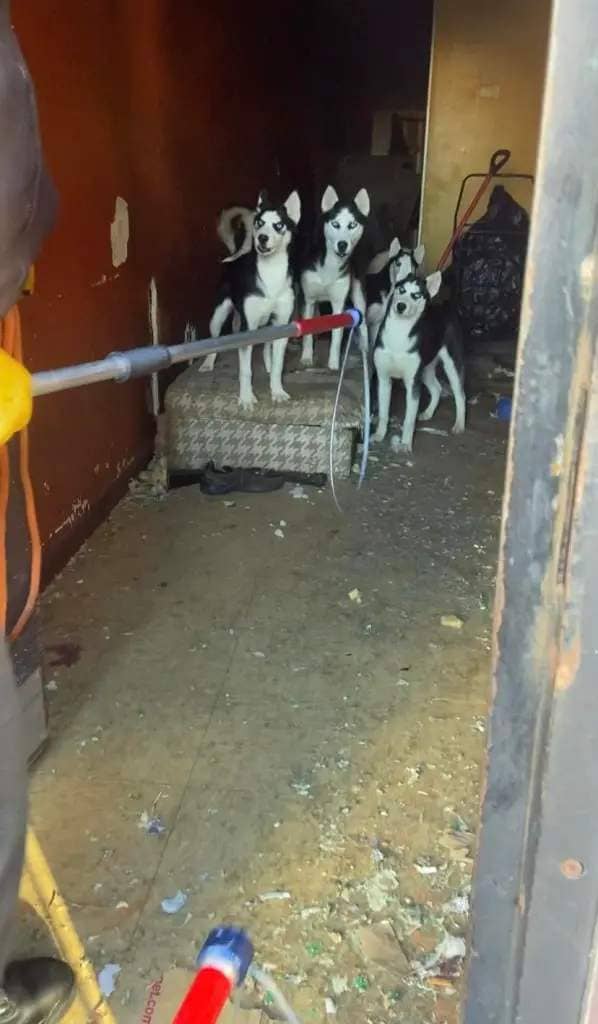 A shelter was able to rescue the dogs from the abandoned home. 