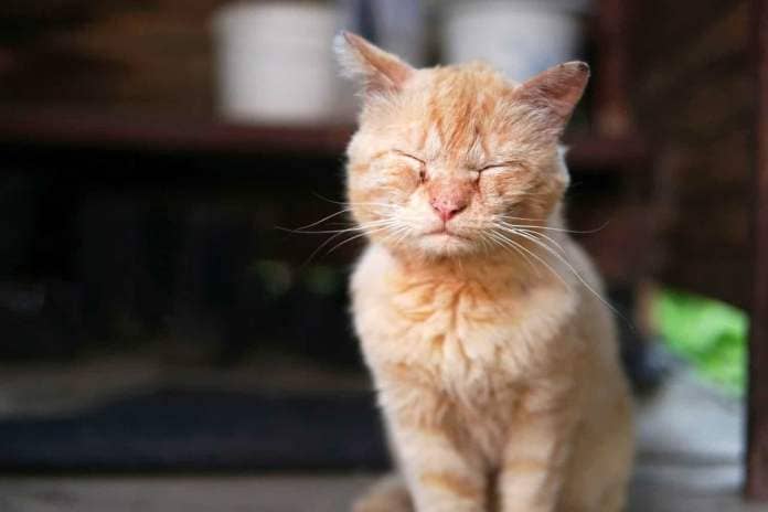 Sick red cat. Eye and ear disease