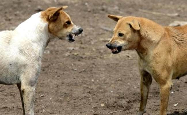Considering Rs 5 lakh Compensation For Dog Bite Deaths: Karnataka To Court