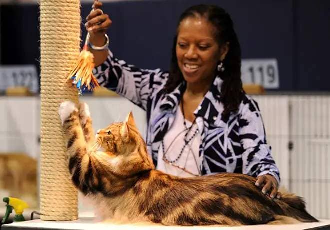 A cat being judged at a Cat Fanciers’ Association Cat Show. - Courtesy photo