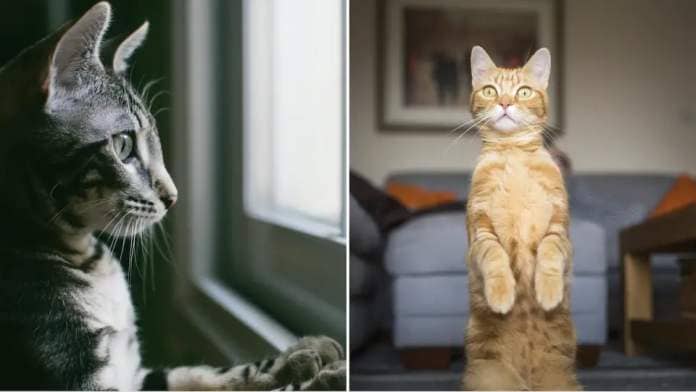 Animal welfare groups and cat owners on government proposal to lift cat ownership ban in HDB flats (Photos: Getty Images)
