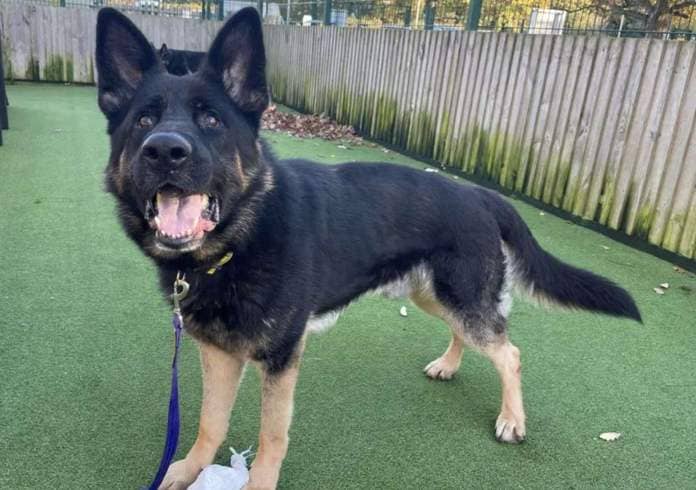 Lenny is a handsome German shepherd. Picture: Dogs Trust