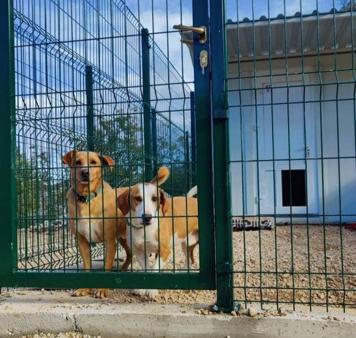 Dubrovnik opens its first registered animal shelter