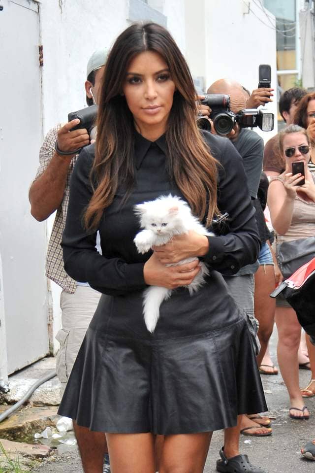 Despite their popularity with superstars like Kim K, owners are waking up to the common health issues afflicting the cat breed