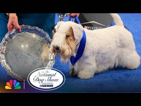 Best in Show | The National Dog Show Presented by Purina | NBC