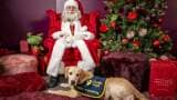 Four hard-working guide dog puppies in training were treated to a rare, festive day off - to go and meet Santa Paws