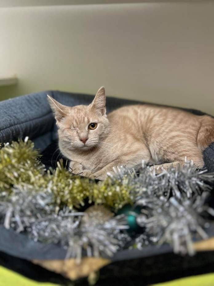 Delaney the cat. RSPCA WA 12 strays of Christmas 2024.