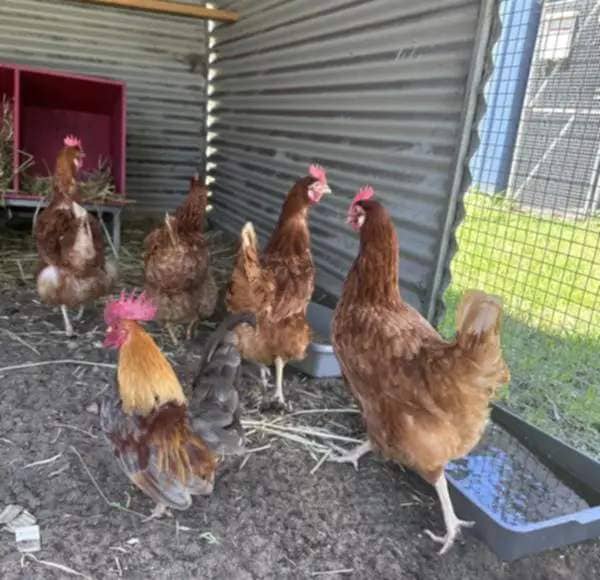 Rocky the rooster and his girlfriends. RSPCA WA 12 strays of Christmas 2024.