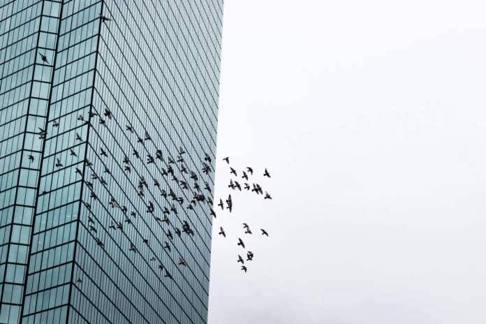 A flock of birds flies around a city skyscraper.