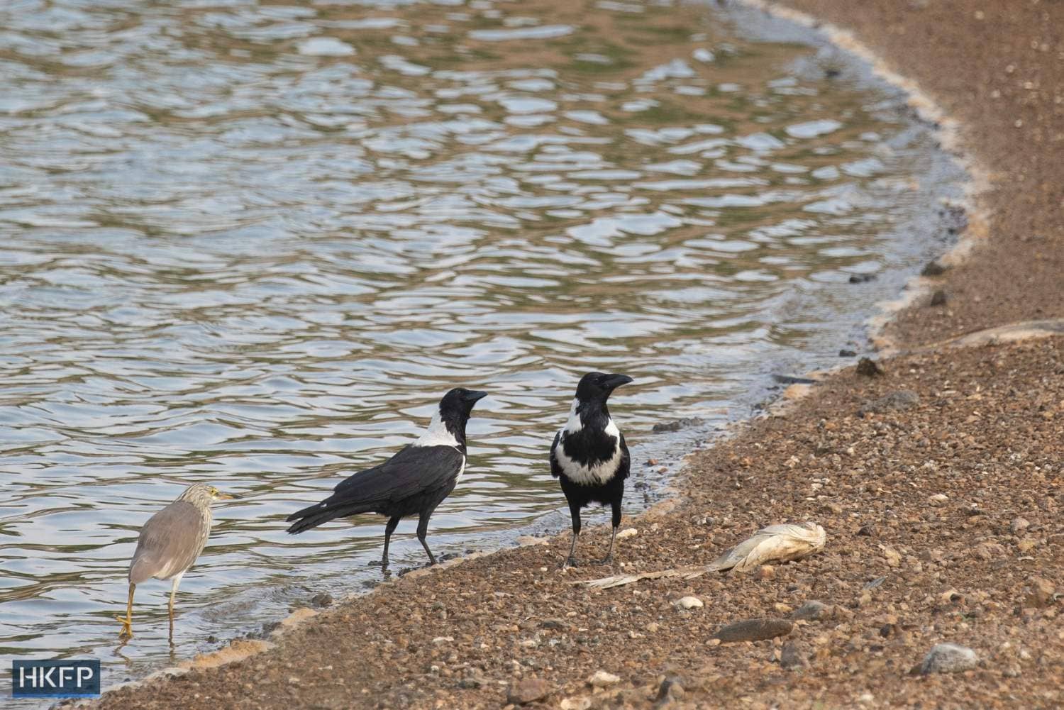 Some collared crows near a pond in San Tin. Photo: Kyle Lam/HKFP.