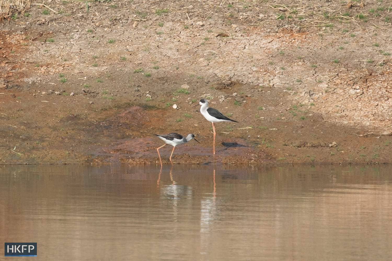 Two black-winged stilts stay in a pond in San Tin. Photo: Kyle Lam/HKFP.