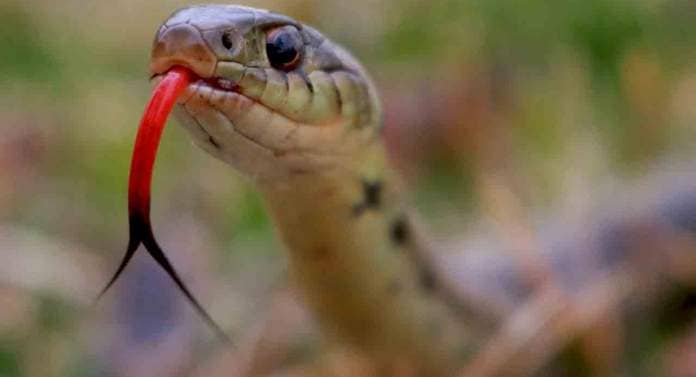 Woman bitten by snake dies after doc gives her ‘glucose treatment’