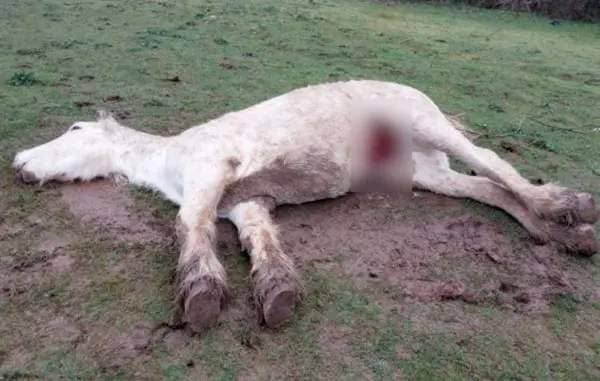 The RSPCA has issued an urgent appeal for information after a mutilated horse was found dead in Lincolnshire. Release date ? December 27, 2023. See SWNS story SWMRhorse. The three year old grey stallion?s severely mutilated body was found with his genitals and an ear removed at around 1pm on Friday (22 December). The owner of the horse, named Tonto, made the terrible discovery and called the police, who in turn contacted the animal welfare charity. A spokesperson for the RSPCA said: ?This is a truly appalling incident which took place in an isolated spot off Winbush Drive in Grantham. ?When the owner last saw Tonto on December 20, he was happy and healthy. Sadly when he returned at around 1pm on Friday 22 December, Tonto had been mutilated and killed.?