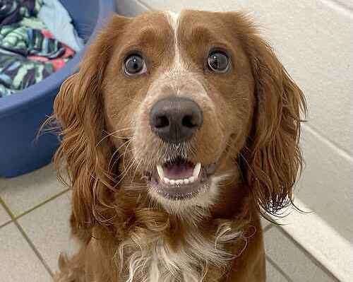 Buddy the spaniel is looking for a new family. Picture: Last Chance Animal Rescue