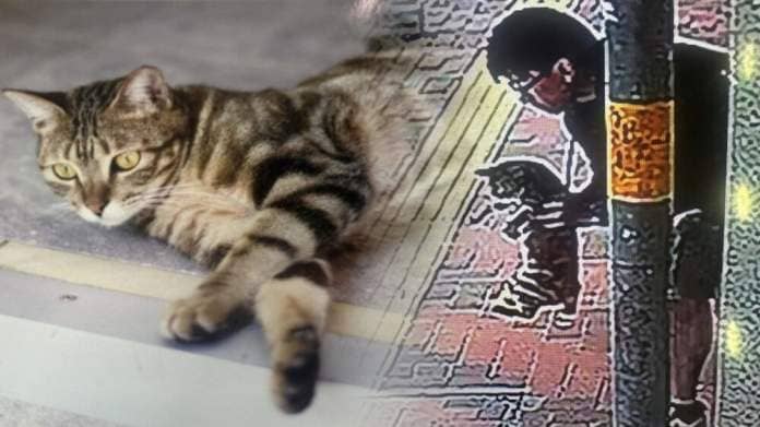 https://www.thestandard.com.hk/breaking-news/section/4/211107/Tsuen-Wan-pet-thief-captured-but-cat-remains-missing