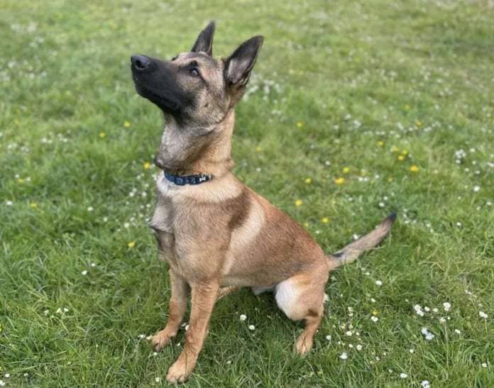 Bagel is a Belgium malinois dog. Picture: Dogs Trust