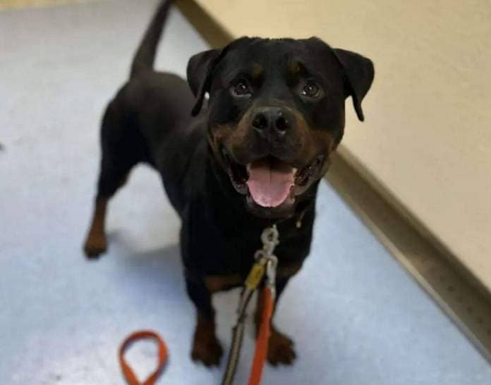 William the rottweiler is looking for a new home. Picture: Dogs Trust
