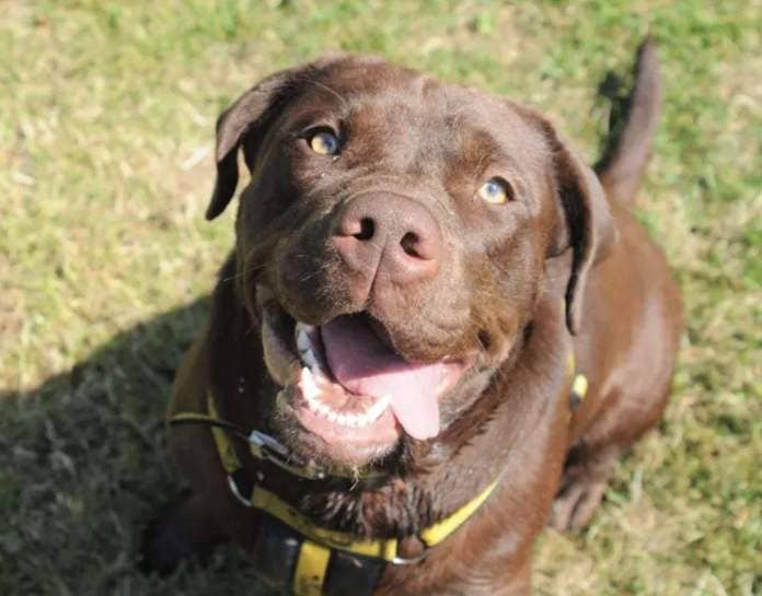 Labrador Mojo is looking for a forever family. Picture: Dogs Trust