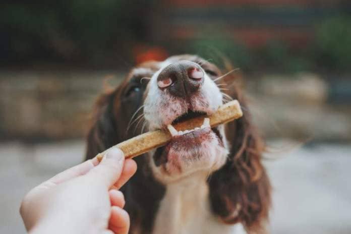 15 Highest Quality Dog Food To Keep Your Pup Happy and Healthy