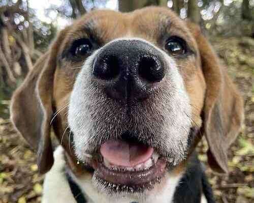 Jake the beagle desperately wants a new home before he loses his eyesight. Picture: Last Chance Animal Rescue