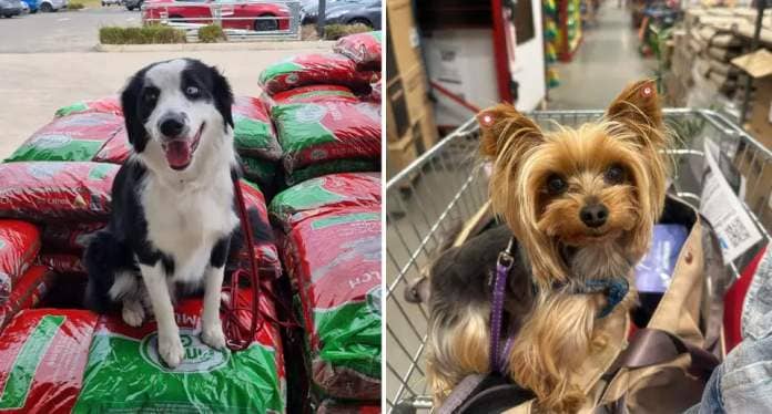 One dog sitting on top of packets of soil while another sits in a trolley at Bunnings