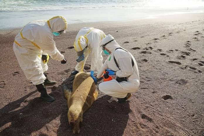 Three people in white hazard suits examine a dead sea lion on a sunny beach