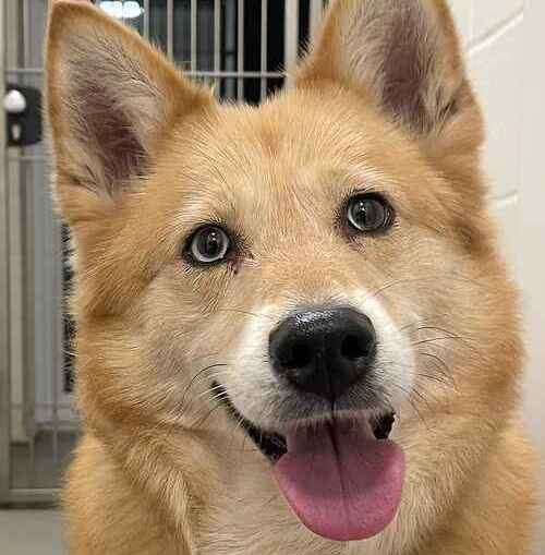 Beautiful Honey will need lots of walks to help her shift some pounds. Picture: Last Chance Animal Rescue