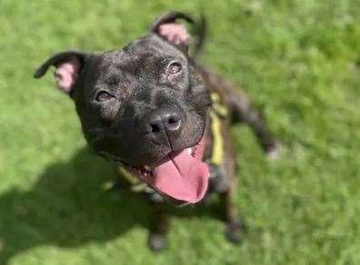 Staffordshire bull terrier cross Max. Picture: Dogs Trust