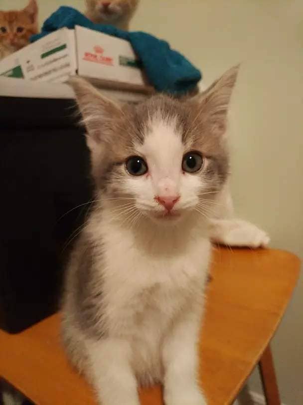 Crosby the kitten was stolen from Pet Valu last Friday causing some staff to chase after the man as he ran away. / Pet Patrol Cat Rescue