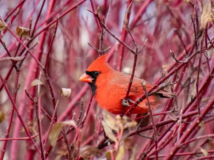 PhD student and birder Peter Soroye shared this photo of a cardinal for a feature in 2021. Birders have been seeing more cardinals in eastern Ontario and the annual Christmas Bird Count is one way to track it. (Submitted by Peter Soroye - image credit)