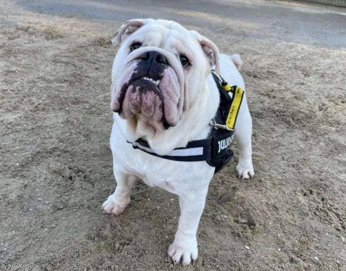 Ronnie the handsome young bulldog will need physio on his legs and hips. Picture: Dogs Trust