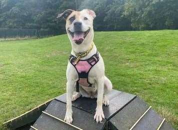 Staffordshire bull terrier cross Bonnie. Picture: Dogs Trust