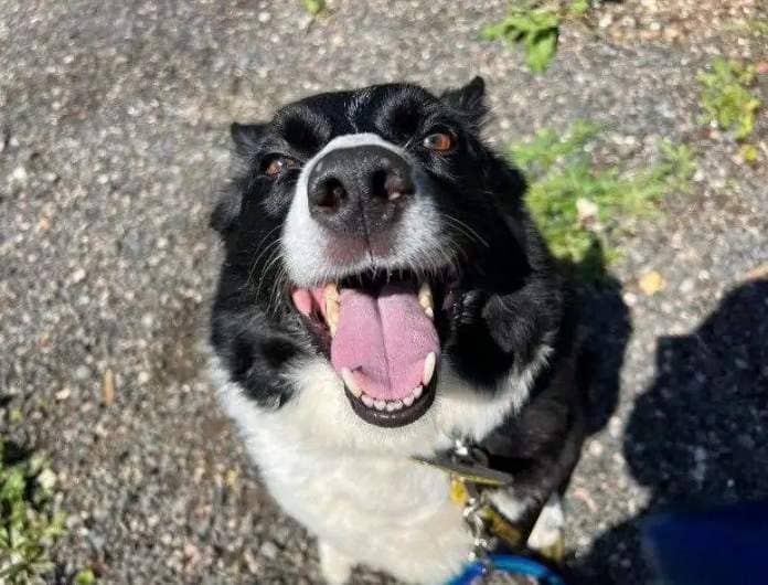 Molly the border collie loves the sofa and is after a loving, calm home. Picture: Dogs Trust