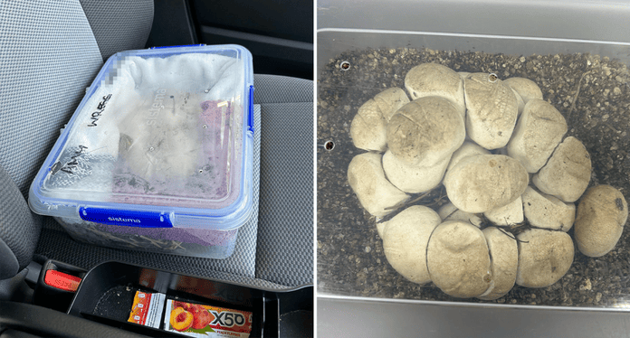 Left - python eggs in a container on a car seat. Right - close up of the eggs in a plastic box