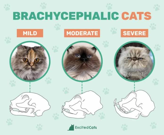 Brachycephalic Cats Skulls