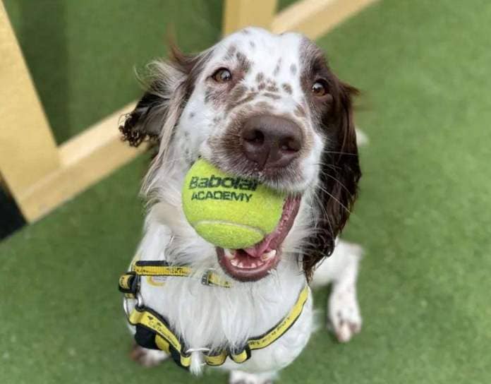 Noel the energetic spaniel is looking for a new home. Picture: Dogs Trust