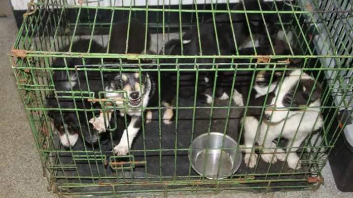 Puppy farm. Pic: Crown Office