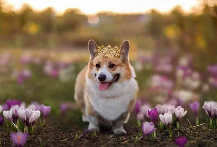 dog in a golden crown walks through a spring meadow blooming with purple snowdrops