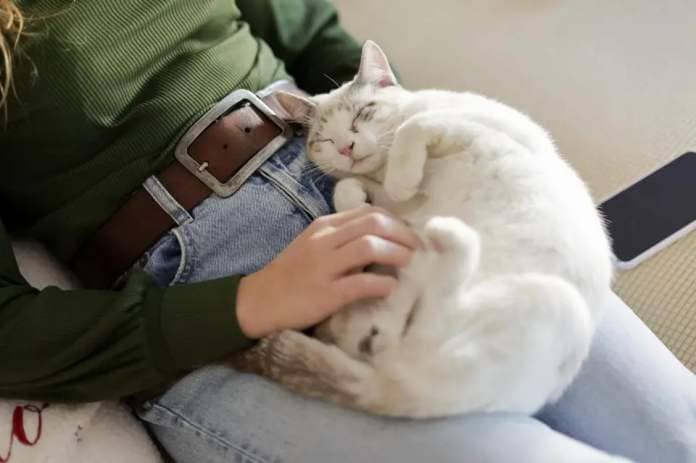 A cat sleeping peacefully on the lap of a woman, illustrating a story on cat ownership in HDB. 