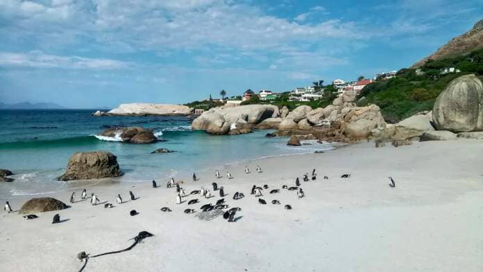 African penguins live along the continent's coastal outcroppings and islands. This colony of more than 3,000 birds resides at Boulders Beach, near Cape Town, South Africa.