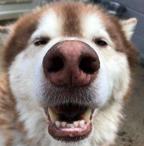 Bodin the malamute has a big, loud character and would make a fantastic companion for someone who understands his specific needs. Picture: Last Chance Animal Rescue