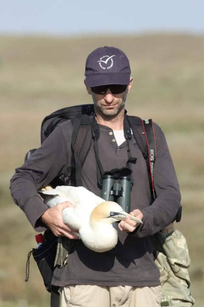 Dr. Yoav Perlman, director of BirdLife Israel of the Society for the Protection of Nature in Israel, holding an injured northern gannet in the UK several years ago. Photo by Drew Lyness