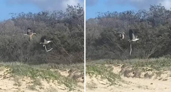 Two sea eagles fighting over snake on K'gari