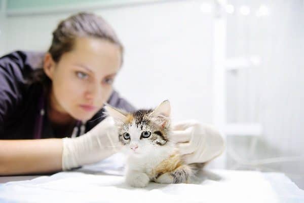 A kitten at the vet. Photography ©SbytovaMN | iStock / Getty Images Plus.